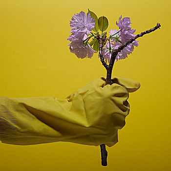 牵手,黄色,橡胶手套,拿着,樱花