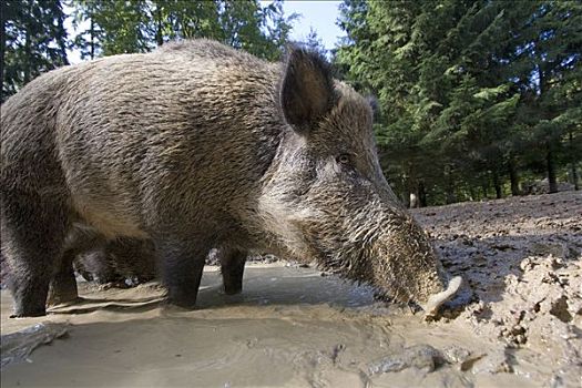 公猪,野生动物,德国