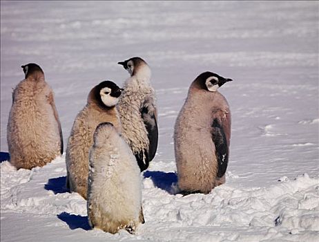 帝企鹅,华盛顿,南极