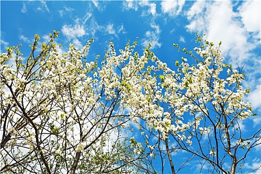白色,花,樱桃树,蓝色背景,天空
