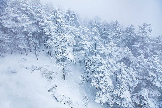 西岭雪山大雪的美丽风景