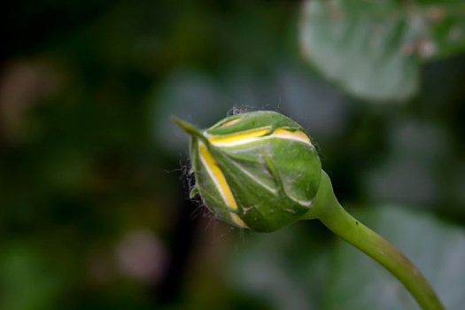 唯美月季花