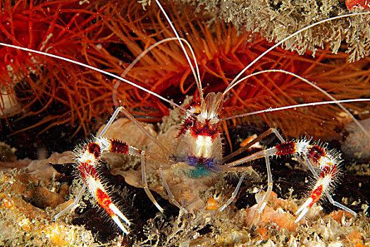 珊瑚虾,正面,扇贝,利马,西棕榈滩,佛罗里达