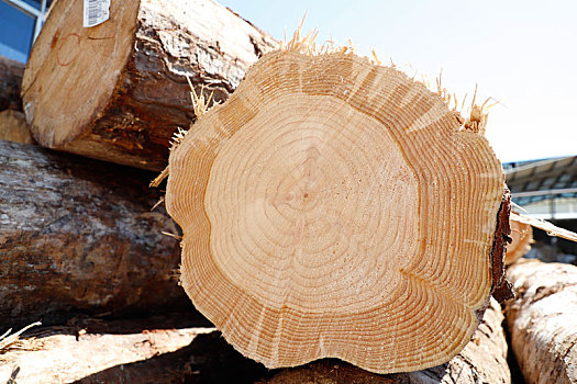 新西兰松木,木材,木头,原材料,实木,松木