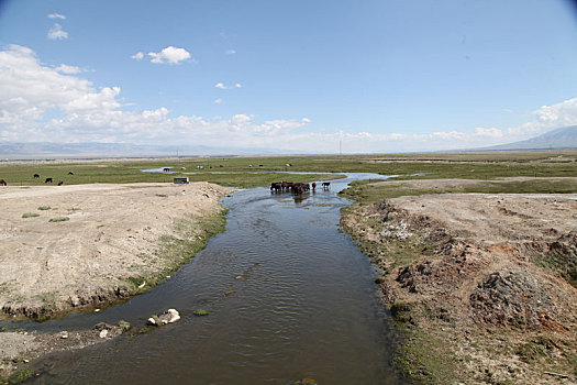 新疆巴里坤,草原上的骏马