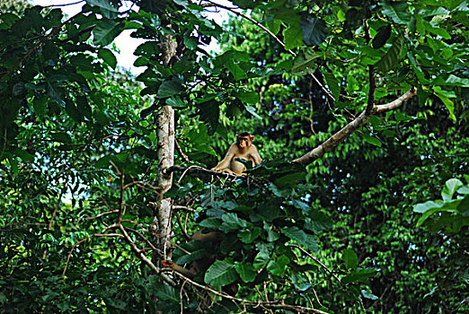 malaysia,borneo,kinabatangan,proboscis,monkey,in,the,trees
