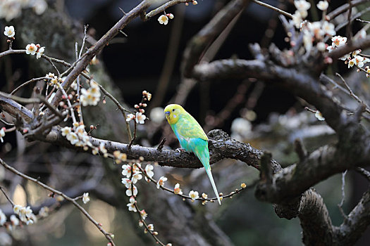 梅花树上的鹦鹉