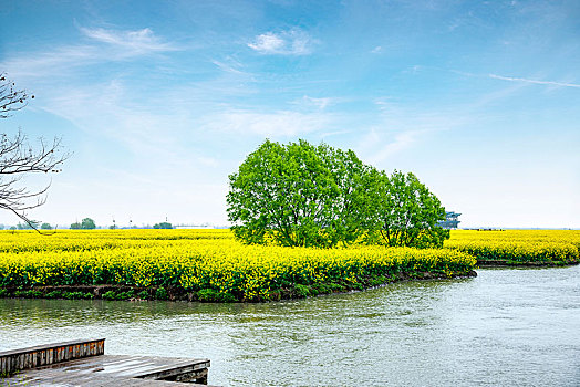 江苏省泰州市兴化市千垛景区垛田上的油菜花