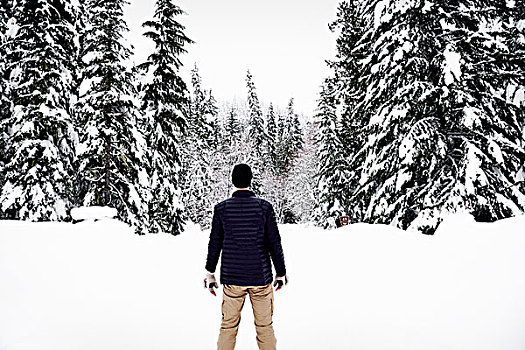 后视图,一个,男人,站立,雪地,树林,冬天