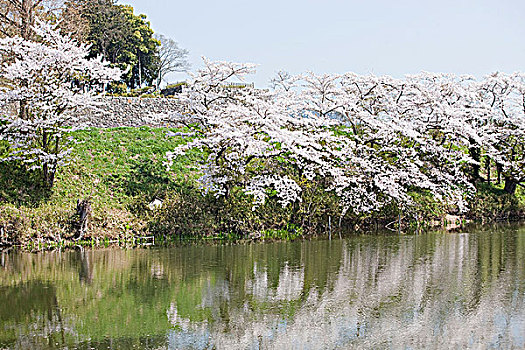 樱花,挨着,护城河,城堡,兵库,日本