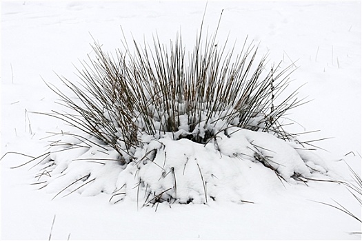 雪,草