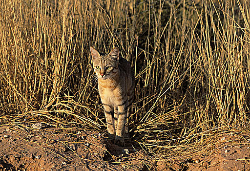 非洲,野猫科动物,卡拉哈迪大羚羊国家公园,卡拉哈里沙漠,南非