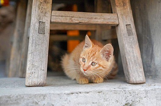 小巷子的猫