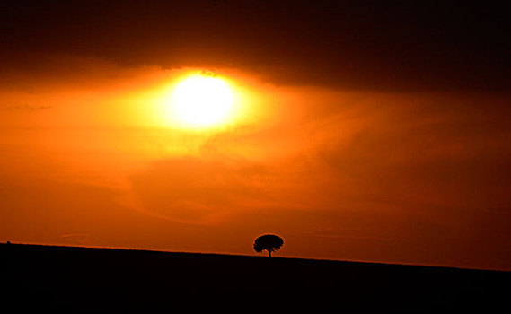 日落,暴风雨天气,逆光,一个,大树,远景,热带草原,马赛马拉国家保护区,肯尼亚,非洲