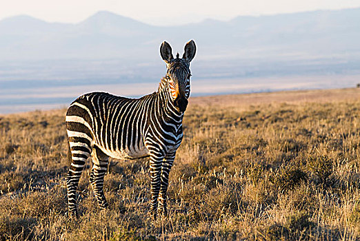 角山斑马,斑马,斑马山国家公园,东开普省,南非,非洲