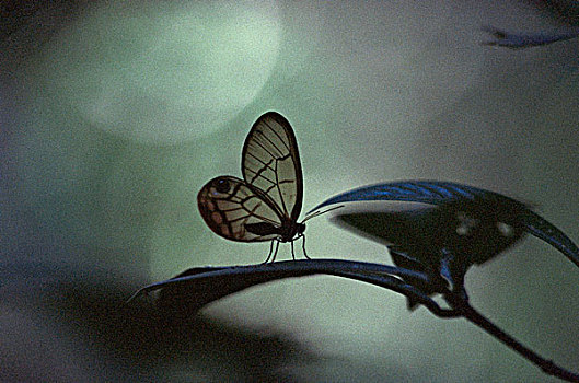 蝴蝶,科罗拉多岛,巴拿马