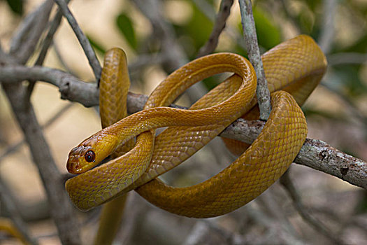 蛇,树,国家公园,马达加斯加,非洲