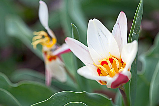 花,春花,郁金香,郁金香属