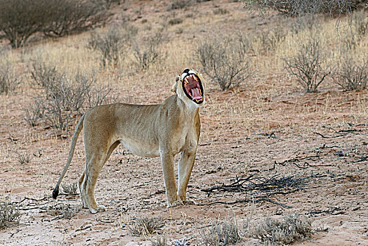 非洲狮,狮子,雌狮,哈欠,卡拉哈迪大羚羊国家公园,北开普,南非,非洲