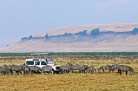游客,看,牧群,斑马,恩戈罗恩戈罗,世界遗产,坦桑尼亚,非洲