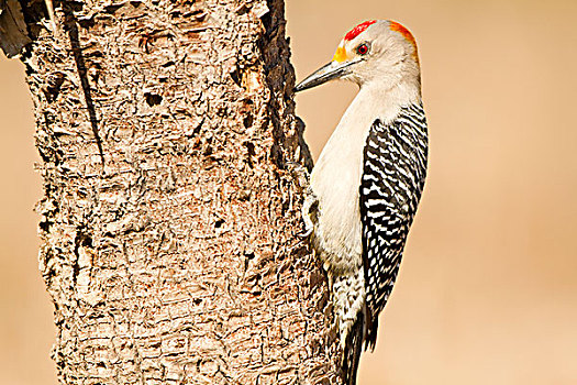 啄木鸟,雄性,德克萨斯,美国