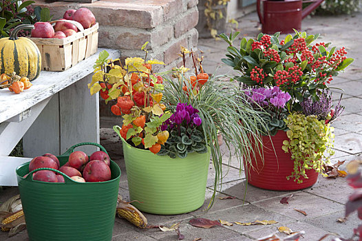 彩色,塑料制品,桶,酸浆属植物,茵芋属,植物