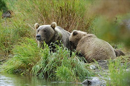 阿拉斯加,棕熊,休息,幼仔,卡特麦国家公园,美国