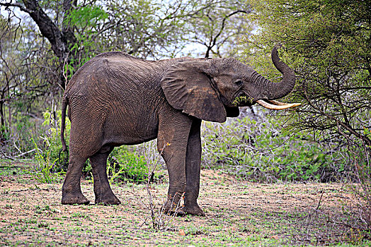 非洲象,小动物,吃,觅食,雄性动物,克鲁格国家公园,南非,非洲