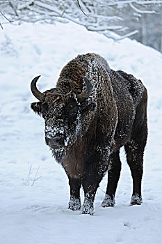 肖像,欧洲野牛,冬天
