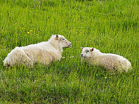 两只,羊,粗厚,卧,草,草地