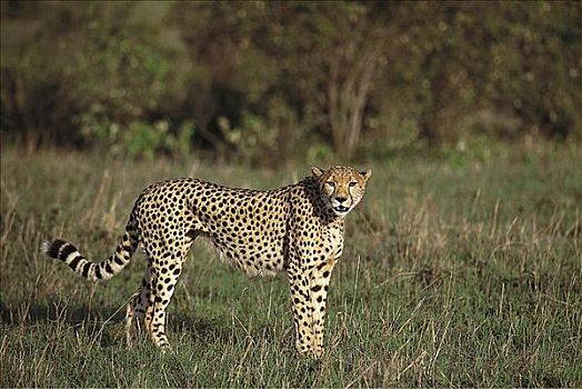 印度豹,猎豹,猫科动物,哺乳动物,马赛马拉,肯尼亚,非洲,动物