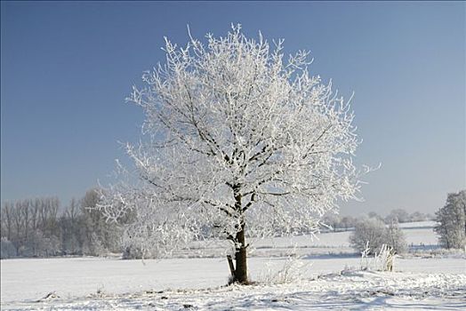 冰,树,冬天,风景