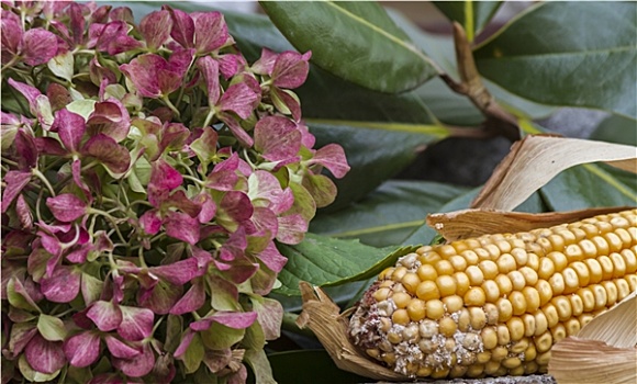 玉米棒,干燥,八仙花属
