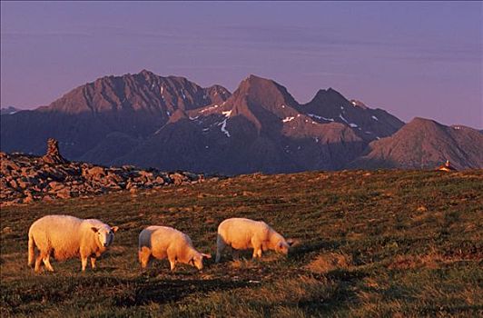 三个,绵羊,顶峰,山,靠近,风景,子夜太阳,岛屿,挪威,斯堪的纳维亚,欧洲