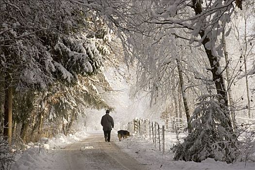男人,走,狗,冬天,上巴伐利亚,德国,欧洲