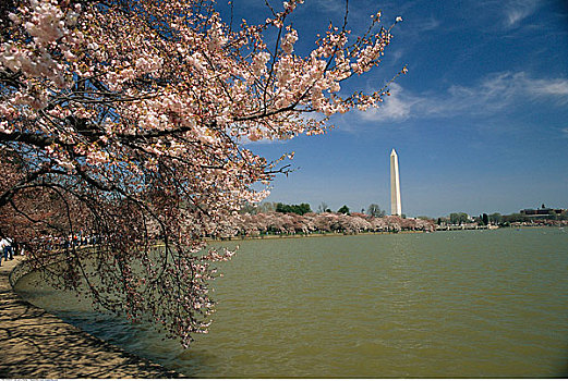 潮汐,华盛顿纪念碑,华盛顿,美国