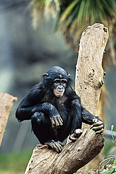 倭黑猩猩,幼兽,非洲