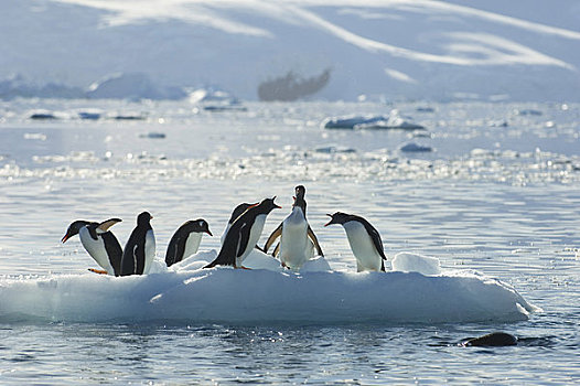 南极,南极半岛,港口,巴布亚企鹅,小,冰山
