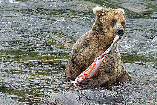 大灰熊,棕熊,脱,皮肤,捕获,红大马哈鱼,红鲑鱼,卡特麦国家公园,阿拉斯加