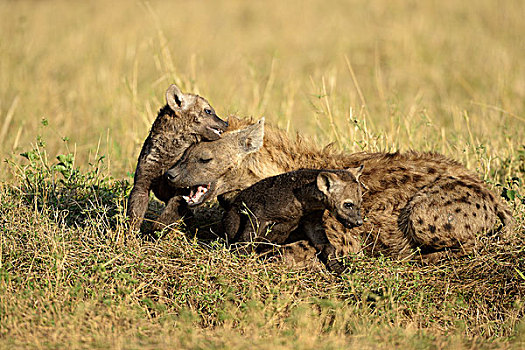 斑鬣狗,女性,玩,幼仔,马赛马拉国家保护区,肯尼亚,非洲