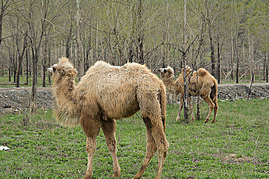 夏天草地上的骆驼