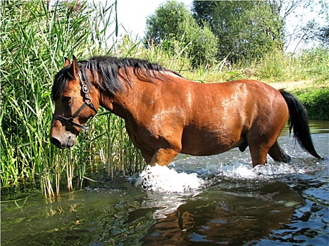 马,水