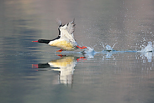 觅食戏水的中华秋沙鸭