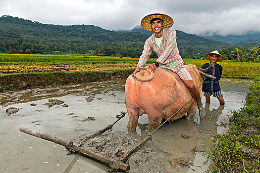 男青年,坐,水牛,稻田,生活方式,陆地,农场,琅勃拉邦,老挝,亚洲