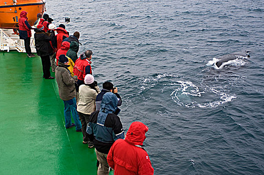 南极,乘客,看,驼背鲸