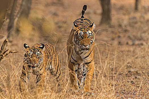 野生,孟加拉虎,虎,女性,幼兽,走,干燥,树林,伦滕波尔国家公园,拉贾斯坦邦,印度,亚洲