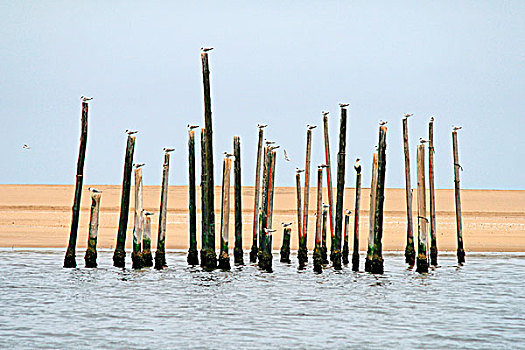 海鸥,鸬鹚,老,柱子,牡蛎,农场,鹈鹕,瓦利斯港,纳米比亚,非洲