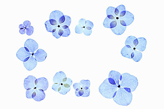 flower,pattern