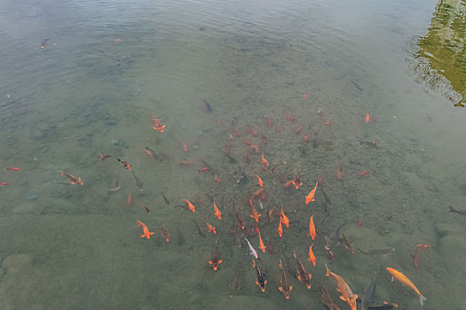 水产生态红鲤鱼观赏动物