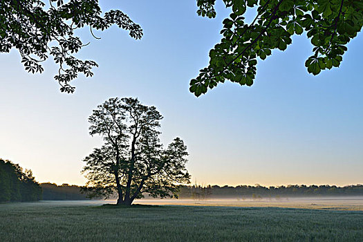 树,赤杨,地点,早晨,自然保护区,黑森州,德国,欧洲